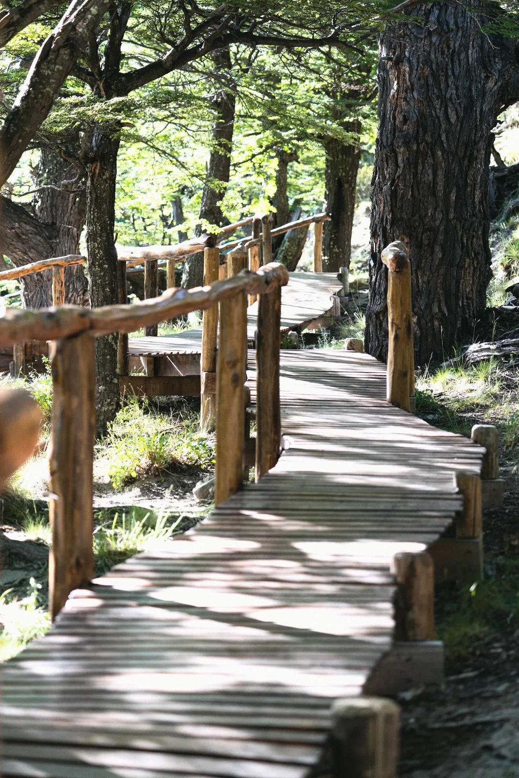 The wooden boardwalk among the lengas
